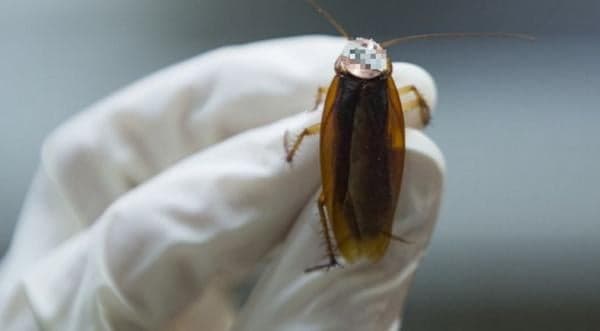 Bermaksud Bunuh Kecoa, Malah Rumah Meledak Bermaksud Bunuh Kecoa, Malah Rumah Meledak