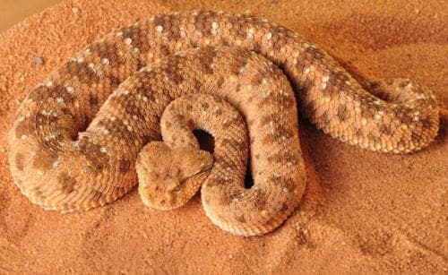 Pasca Banjir Surut Ratusan Ular Berbisa dan Kalajengking Bermunculan di Kota Makkah Pasca Banjir Surut Ratusan Ular Berbisa dan Kalajengking Bermunculan di Kota Makkah