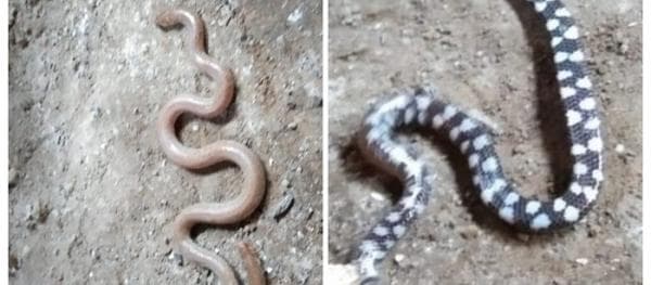 Ular Kepala Dua Muncul di Desa Dulipali, Warga Panik dan Sebut Tanda Alam Erupsi Gunung Lewotobi Ular Kepala Dua Muncul di Desa Dulipali, Warga Panik dan Sebut Tanda Alam Erupsi Gunung Lewotobi