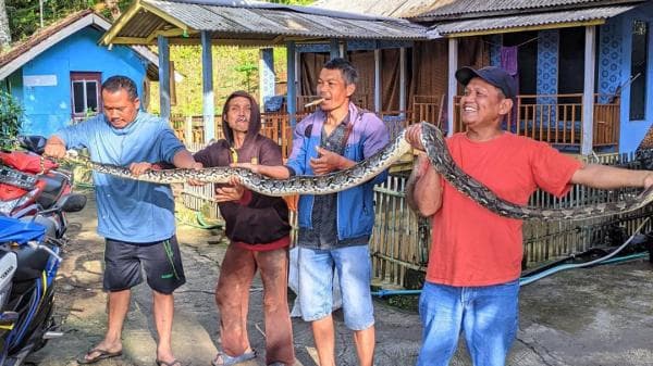 Geger Warga Di Banjarwangi Tangkap Ular Piton Sepanjang 4 Meter Geger Warga Di Banjarwangi Tangkap Ular Piton Sepanjang 4 Meter