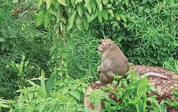 Diduga Turun Gunung, Monyet Teror Warga di Sragen Masuk Pekarangan dan Curi Buah Diduga Turun Gunung, Monyet Teror Warga di Sragen Masuk Pekarangan dan Curi Buah
