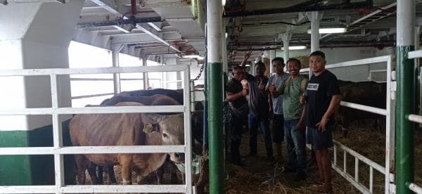 Inovasi Pelet Pakan: Solusi Tingkatkan Bobot Sapi dan Kurangi Kerugian Peternak di NTT Inovasi Pelet Pakan: Solusi Tingkatkan Bobot Sapi dan Kurangi Kerugian Peternak di NTT