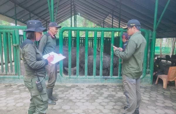 Bakal Dipindahkan ke JRSCA, BTNUK Ikuti PelatihanTrajektori dan Translokasi Badak Jawa