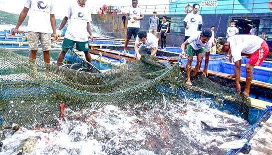 Kantor Bea Cukai Ambon Bantu Izin Ekspor 9 Ton Ikan Hidup ke Hongkong