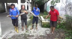Ular Berbobot 50 Kg Masuk Rumah Kosong di Jombang, Lihat Penampakannya