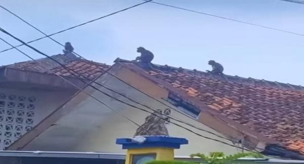 Belakangan Ini Kawanan Monyet Turun ke Pemukiman, Warga Kaitkan dengan Sesar Lembang Belakangan Ini Kawanan Monyet Turun ke Pemukiman, Warga Kaitkan dengan Sesar Lembang