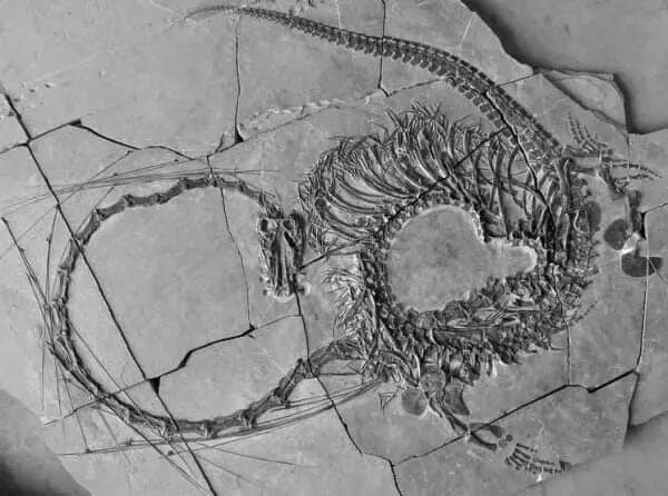 Berusia 240 Juta Tahun, Tim Ilmuwan Temukan Fosil Naga, Seperti Apa Bentuknya?