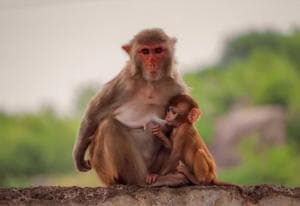 Heboh! Gerombolan Monyet Turun Gunung di Kota  Bandung, Ada Apa?