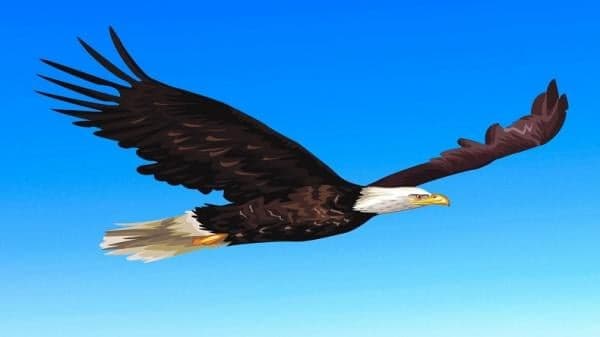 Mengapa Burung Elang Tak Boleh Dipelihara? Mengapa Burung Elang Tak Boleh Dipelihara?