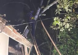 Saat Teh Mia dan 2 Anaknya Tidur Lelap, Rumahnya Dihantam Pohon Jengkol Setinggi 20 Meter