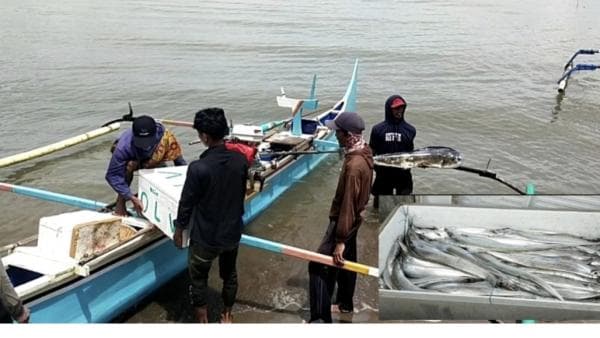 Musim Ikan Layur,Nelayan Tanggamus Ramai Melaut Musim Ikan Layur,Nelayan Tanggamus Ramai Melaut