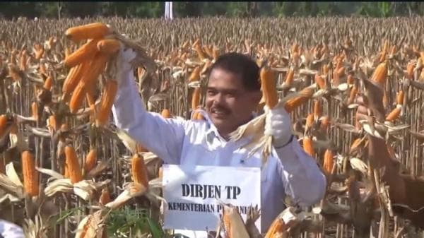 Kementerian Pertanian Wajibkan GPMT Serap Minimal 1.3 Juta Ton Jagung Petani di Tuban