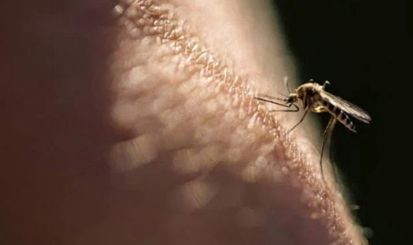 Kasus DBD di Indonesia Naik, 5 Kota Ini Tertinggi Kasus DBD di Indonesia Naik, 5 Kota Ini Tertinggi