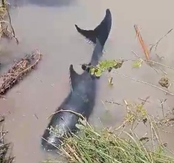 Seekor Ikan Lumba -lumba Nyasar ke Sungai di Situbondo Hingga Hebohkan Warga