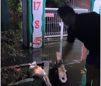 Viral di Medsos! Ikan Kebal Senjata Tajam Ditemukan Warga Saat Banjir Viral di Medsos! Ikan Kebal Senjata Tajam Ditemukan Warga Saat Banjir