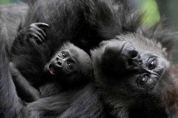 Bayi Gorila yang Hampir Punah Lahir di Kebun Binatang London