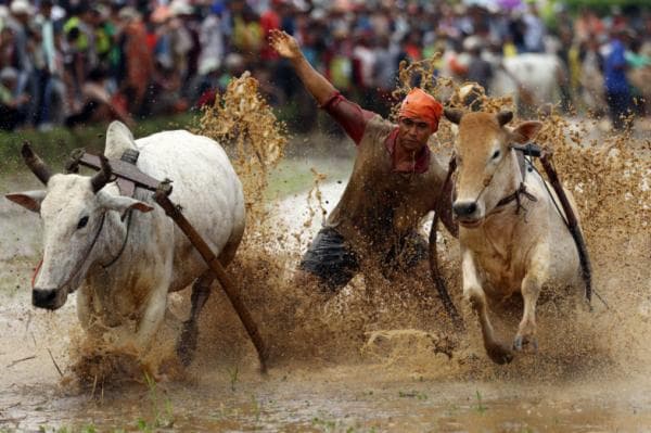 Serunya Tradisi Pacu Jawi di Tanah Datar Sumatera Barat, Ditonton Ribuan Orang Serunya Tradisi Pacu Jawi di Tanah Datar Sumatera Barat, Ditonton Ribuan Orang