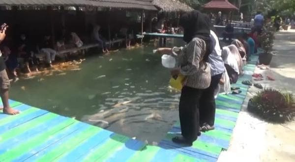 Wisata Libur Lebaran, Terapi Ikan Ditengah - tengah Hutan Sagu Jadi Solusi Penghilang Penat Wisata Libur Lebaran, Terapi Ikan Ditengah - tengah Hutan Sagu Jadi Solusi Penghilang Penat