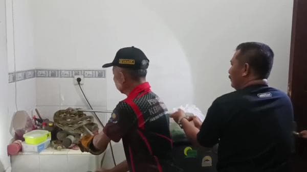 Dramatis, Evakuasi Ular Piton yang Agresif di Meja Dapur Warga Tuban