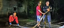 Incar Hewan Ternak Milik Warga Kota Banjar, Ular Sanca 3,5 Meter Ditangkap Petugas Damkar