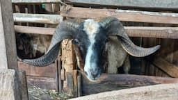 Peternak Domba di Tasikmalaya Mulai Banjir Pesanan untuk Kebutuhan Hewan Kurban Idul Adha 1445 H