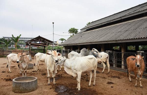 Pakar Peternakan UGM Bagikan Tips Memilih Hewan Kurban Pakar Peternakan UGM Bagikan Tips Memilih Hewan Kurban