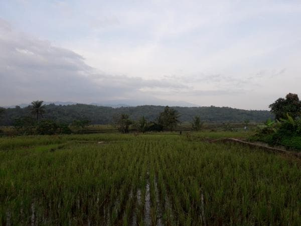7 Pemandangan Eksotis Gunung Slamet Tertutup Kabut di Pagi Hari 7 Pemandangan Eksotis Gunung Slamet Tertutup Kabut di Pagi Hari