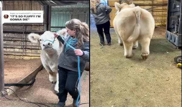 Penampakan Sapi Anggora Gemoy yang Bikin Gemas, Kata Netizen Sayang Kalau Dikurbanin Penampakan Sapi Anggora Gemoy yang Bikin Gemas, Kata Netizen Sayang Kalau Dikurbanin