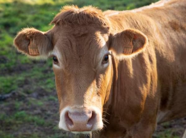 Inilah Manfaat Daging Kepala Sapi untuk Kesehatan Inilah Manfaat Daging Kepala Sapi untuk Kesehatan