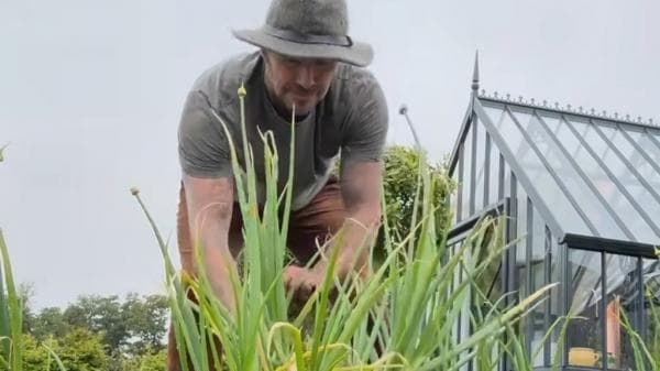 Momen David Beckham Panen Daun Bawang, Netizen: Kegiatan Orang Kaya Setelah Pensiun Momen David Beckham Panen Daun Bawang, Netizen: Kegiatan Orang Kaya Setelah Pensiun