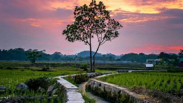 Dikelilingi sawah Bikin Tenang, 5 Desa di Cirebon Patut Dikunjungi Dikelilingi sawah Bikin Tenang, 5 Desa di Cirebon Patut Dikunjungi