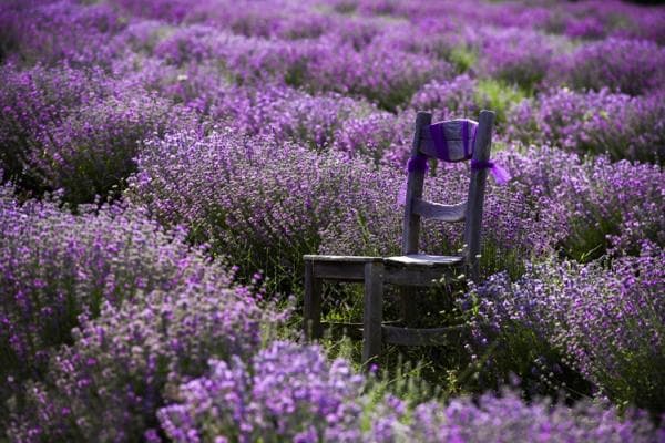 Jelajahi Taman Bunga Lavender Isparta, Surga Alam dan Sejarah di Turki Jelajahi Taman Bunga Lavender Isparta, Surga Alam dan Sejarah di Turki