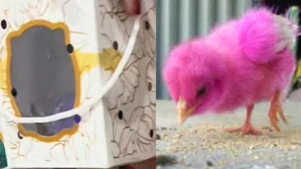 Viral, Suvenir Pernikahan Anak Ayam Warna-Warni Jadi Sorotan Netizen Viral, Suvenir Pernikahan Anak Ayam Warna-Warni Jadi Sorotan Netizen