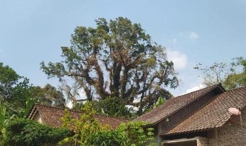 Pohon Randu Alas di Magelang: Dari Tempat Mistik Hingga Sumber Nomor Togel Pohon Randu Alas di Magelang: Dari Tempat Mistik Hingga Sumber Nomor Togel