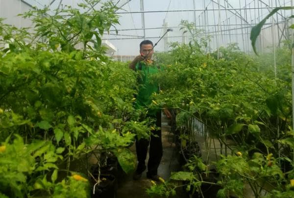 Budidaya Tanam Cabai Dengan Sistem Rumah Kaca Budidaya Tanam Cabai Dengan Sistem Rumah Kaca