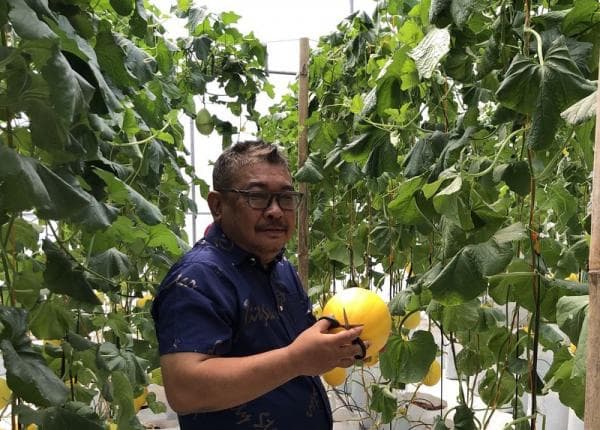 Budidaya Melon Sistem Hidroponik di Grobogan Janjikan Keuntungan Dua Kali Lipat Budidaya Melon Sistem Hidroponik di Grobogan Janjikan Keuntungan Dua Kali Lipat