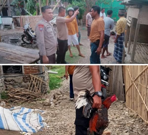 Arena Judi Sabung Ayam Digerebek, Polisi Amankan 4 Ayam Aduan Arena Judi Sabung Ayam Digerebek, Polisi Amankan 4 Ayam Aduan