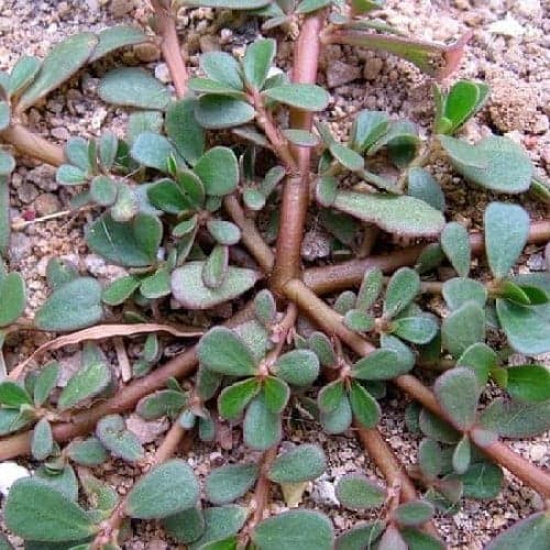 Tumbuhan Krokot: Dianggap Gulma Ternyata Banyak Manfaatnya Bagi Kesehatan Tumbuhan Krokot: Dianggap Gulma Ternyata Banyak Manfaatnya Bagi Kesehatan