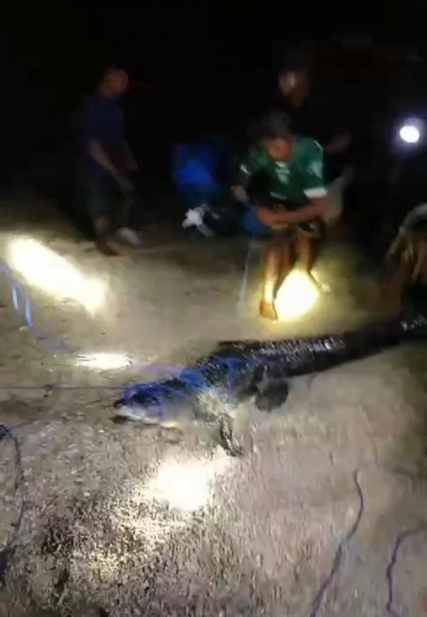 Buaya yang Buat Resah Warga Alor, Berhasil Dijerat, Namun Warga Diminta Berhati Hati Buaya yang Buat Resah Warga Alor, Berhasil Dijerat, Namun Warga Diminta Berhati Hati