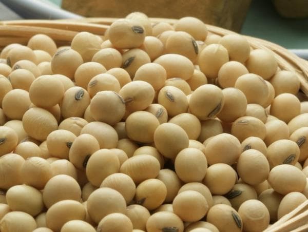 Harga Kedelai Lokal di Tulungagung dan Blitar Alami Perbedaan Signifikan, Segini Perkilogramnya Harga Kedelai Lokal di Tulungagung dan Blitar Alami Perbedaan Signifikan, Segini Perkilogramnya