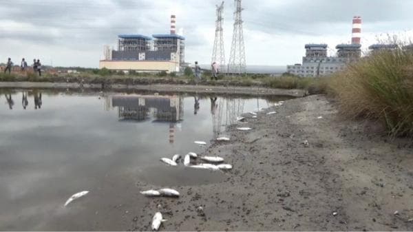 Ikan Bandeng di Tambak Sekitar Kawasan Industri Nikel Konawe Mati, Diduga Tercemar Limbah Ikan Bandeng di Tambak Sekitar Kawasan Industri Nikel Konawe Mati, Diduga Tercemar Limbah