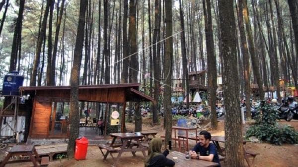 6 Fakta Menarik Gunung Pancar di Sentul, Hutan Pinus Memukau Dibalut Suara Riang Burung Langka 6 Fakta Menarik Gunung Pancar di Sentul, Hutan Pinus Memukau Dibalut Suara Riang Burung Langka