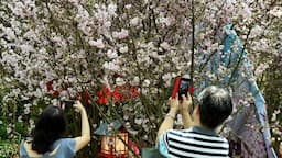 Respons Kemenparekraf usai Turis Indonesia Diduga Merusak Pohon Sakura di Jepang