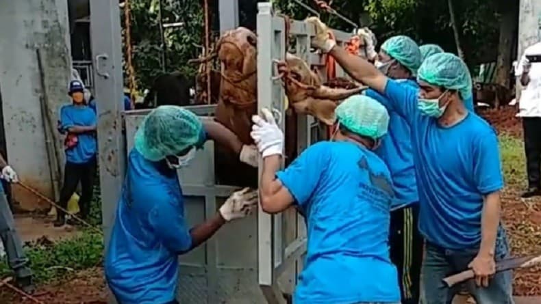 Tata Cara Menyembelih Hewan Kurban, Simak di Sini Tata Cara Menyembelih Hewan Kurban, Simak di Sini