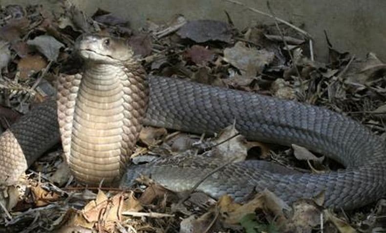 Mengenal Ular Kobra, Reptil Pembunuh Nomor Satu di Pulau Jawa Mengenal Ular Kobra, Reptil Pembunuh Nomor Satu di Pulau Jawa