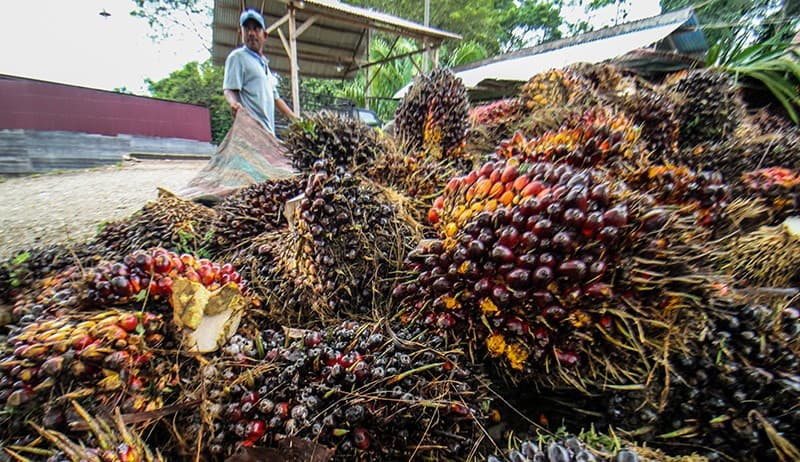 Inilah 5 Provinsi Pemilik Kebun Sawit Terluas di Indonesia