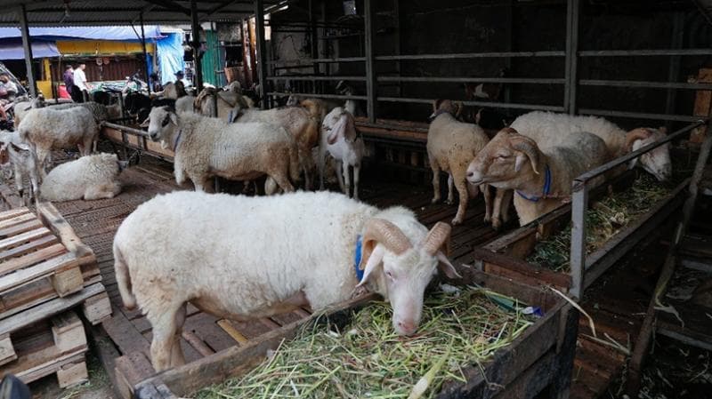 Hadits tentang Qurban dan Keutamaannya, Simak Yuk! Hadits tentang Qurban dan Keutamaannya, Simak Yuk!