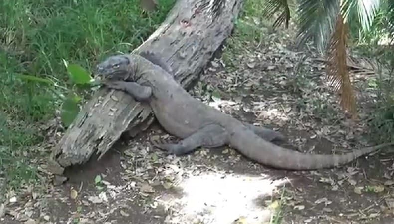 10 Hewan Endemik Indonesia yang Dilindungi 10 Hewan Endemik Indonesia yang Dilindungi