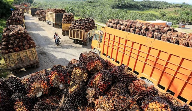 Ekspor Sawit Indonesia Turun di 2023, Terendah ke Uni Eropa