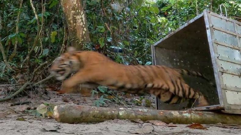 Harimau Terkam 4 Orang di Gunung Sempali Aceh Selatan, 1 Korban Dicakar di Kepala